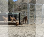 Small Photo #19 Rhodesian Ridgeback Puppy For Sale in MORONGO VALLEY, CA, USA