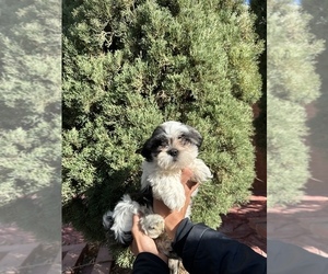Shih Tzu Puppy for sale in DENVER, CO, USA