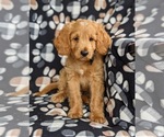 Small Photo #6 Poodle (Miniature) Puppy For Sale in HOLTWOOD, PA, USA
