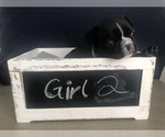 Small Photo #5 French Bulldog Puppy For Sale in APOLLO BEACH, FL, USA