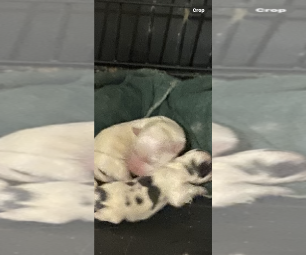 Medium Photo #1 Pomeranian Puppy For Sale in NEW CANAAN, CT, USA