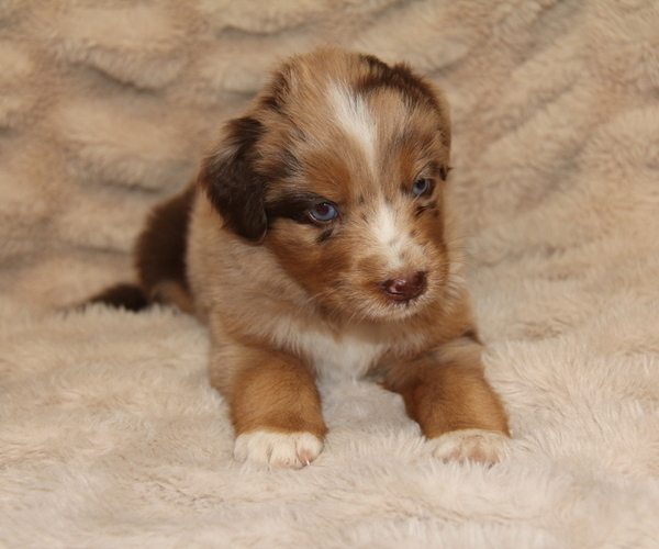 Medium Photo #9 Australian Retriever Puppy For Sale in STEWART, MS, USA