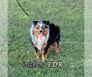 Father of the Miniature Australian Shepherd puppies born on 03/29/2026