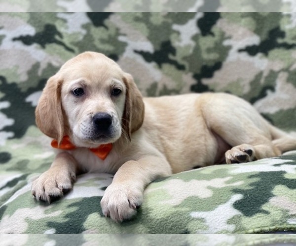 Medium Photo #11 Labrador Retriever Puppy For Sale in LAKELAND, FL, USA