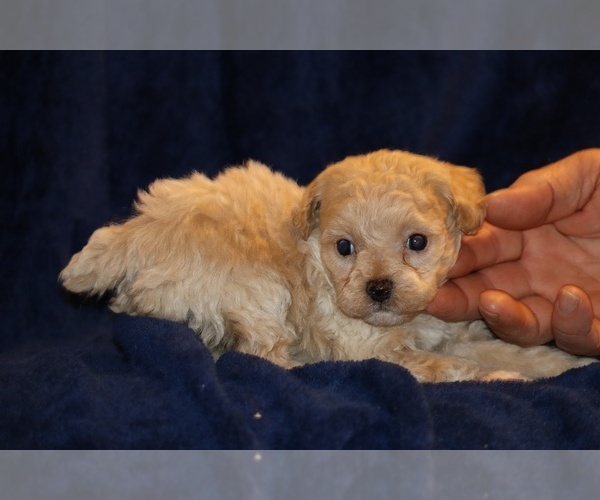 Medium Photo #7 Poodle (Toy) Puppy For Sale in DYERSBURG, TN, USA
