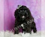 Small Photo #58 Cavapoo (Miniature) Puppy For Sale in WARSAW, IN, USA