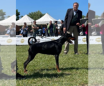 Small #11 Doberman Pinscher