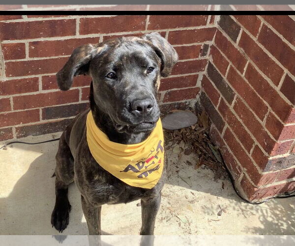 Medium Photo #3 Mutt Puppy For Sale in Euless, TX, USA