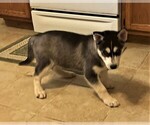 Small Photo #3 Siberian Husky Puppy For Sale in BURLINGTON, WI, USA