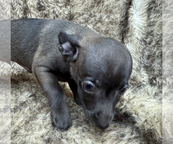 Medium Photo #5 Rat Terrier Puppy For Sale in WHITAKERS, NC, USA