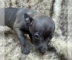 Small #4 Rat Terrier