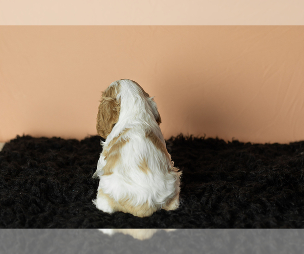 Medium Photo #28 Cocker Spaniel Puppy For Sale in NAPPANEE, IN, USA