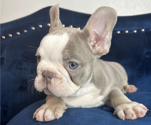 French Bulldog Puppy for sale in DENVER, CO, USA