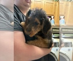 Small Photo #22 Airedale Terrier Puppy For Sale in FLAGSTAFF, AZ, USA