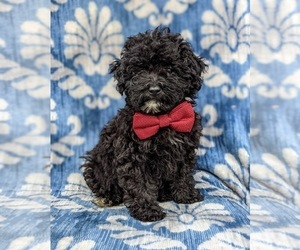 Poodle (Miniature) Puppy for sale in KINZERS, PA, USA