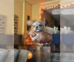Small #10 French Bulldog