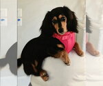 Small #2 Dachshund