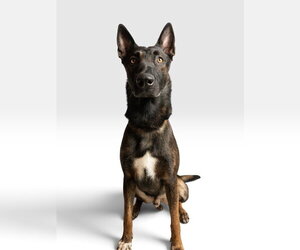 Rooster - located in Texas - Male Mutt Dog for Adoption - Photo #3