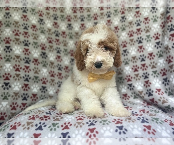 Medium Photo #6 Cavapoo Puppy For Sale in LAKELAND, FL, USA