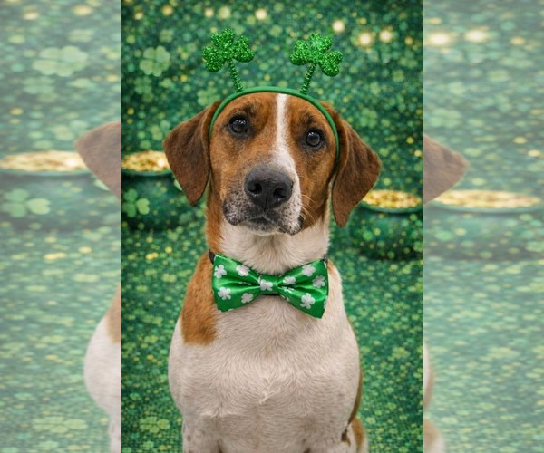 Medium Photo #2 Mutt Puppy For Sale in pomfret, CT, USA