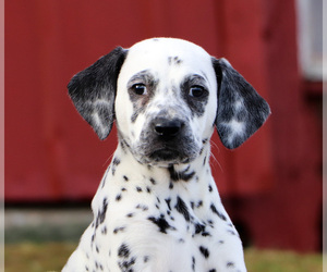 Dalmatian Puppy for sale in SUGARCREEK, OH, USA