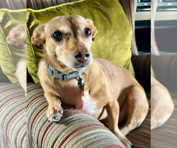 Medium Photo #4 Dachshund Puppy For Sale in Hesperia, CA, USA