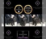 Puppy Evee AKC Poodle (Toy)