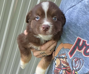 Miniature Australian Shepherd Puppy for Sale in MILTON, Wisconsin USA