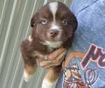 Small Miniature Australian Shepherd