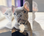 Small #4 French Bulldog