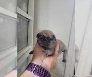 Pug Puppy for Sale in PITTSBURGH, Pennsylvania USA