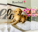 Small Photo #2 Poodle (Standard) Puppy For Sale in MURFREESBORO, TN, USA