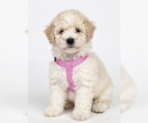 Aussiedoodle Miniature  Puppy for sale in HUBERT, NC, USA