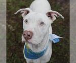 Small #1 American Staffordshire Terrier Mix