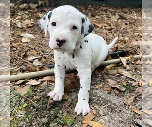 Dalmatian Puppy for sale in THOMASVILLE, GA, USA