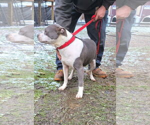 Mutt Dogs for adoption in Rockaway, NJ, USA