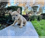 Small Photo #114 French Bulldog Puppy For Sale in HAYWARD, CA, USA