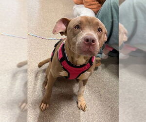 Staffordshire Bull Terrier-Unknown Mix Dogs for adoption in Louisville, KY, USA