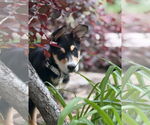 Small #2 Mutt