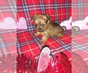 Poodle (Toy) Puppy for sale in LAPEER, MI, USA