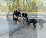 Small #10 Doberman Pinscher