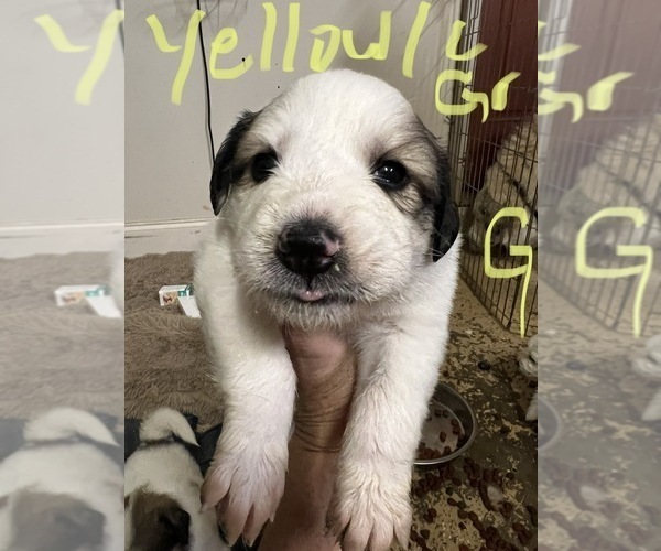 Medium Photo #6 Great Pyrenees Puppy For Sale in RUTHERFORDTON, NC, USA