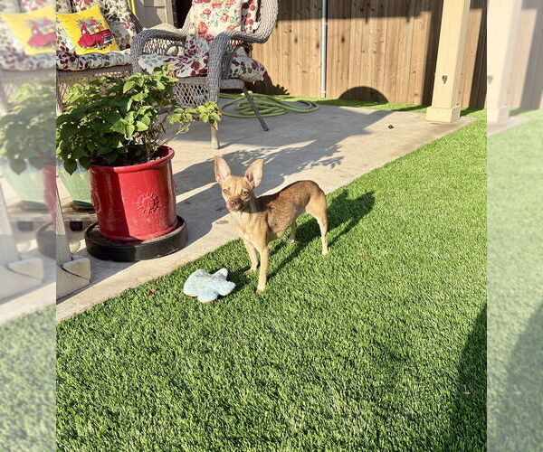 Medium Photo #5 Chihuahua Puppy For Sale in Oak Bluffs, MA, USA