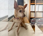 Small #4 Chihuahua Mix