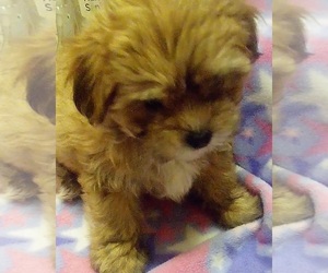 Shih-Poo Puppy for sale in ANDREWS, IN, USA