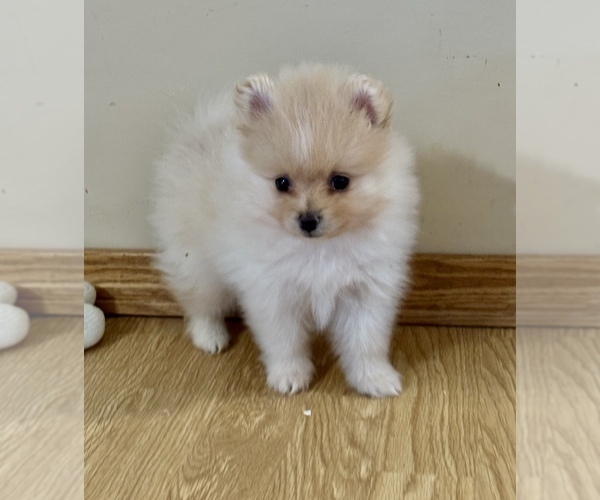 Medium Photo #2 Pomeranian Puppy For Sale in SILEX, MO, USA