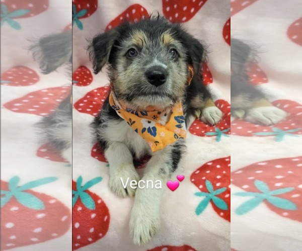 Medium Photo #2 Mutt Puppy For Sale in SHERBURNE, NY, USA