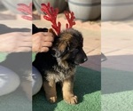 Puppy Mr Orange German Shepherd Dog