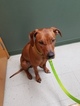 Small Photo #1 Rhodesian Ridgeback Puppy For Sale in CLINTON, OH, USA