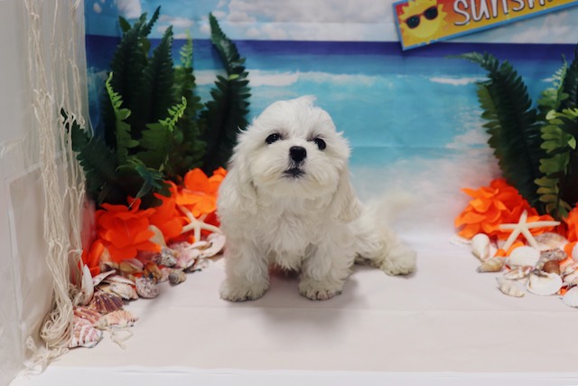 Medium Photo #1 Cavapoo Puppy For Sale in LAS VEGAS, NV, USA